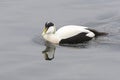 Common Eider male swimming Royalty Free Stock Photo