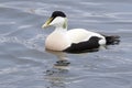 Common Eider male swimming Royalty Free Stock Photo