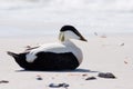 Common Eider (Somateria mollissima)