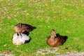 Common eider (Somateria mollissima), also called St. Cuthbert\'s duck or Cuddy\'s duck on a green meadow Royalty Free Stock Photo