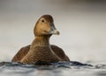 Common Eider (Somateria mollissima) Royalty Free Stock Photo