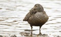 common eider somateria mollissima showing the detail on the breast