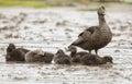 common eider somateria mollissima with six ducklings