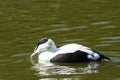 Common Eider - Somateria mollissima Royalty Free Stock Photo