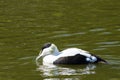 Common Eider - Somateria mollissima Royalty Free Stock Photo