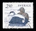 Common Eider Somateria mollissima, Water birds serie, circa 1986