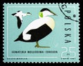 Common Eider (Somateria mollissima), Wild ducks serie, circa 1985