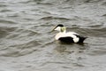 Common Eider