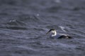 Common eider swimming in the sea Royalty Free Stock Photo