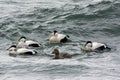 Common eider on the west coast,Halland,Varberg, Sweden Royalty Free Stock Photo