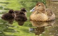 Common Eiders - Somateria mollissima Royalty Free Stock Photo