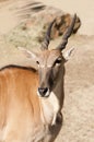 Common Eland Royalty Free Stock Photo