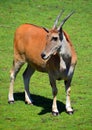 The common eland, Royalty Free Stock Photo