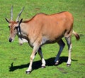 The common eland, Royalty Free Stock Photo