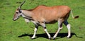 The common eland, Royalty Free Stock Photo