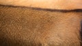 Skin of common eland, also known as the southern eland or eland antelope, Royalty Free Stock Photo