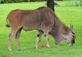 The common eland, also known as the southern eland or eland antelope,
