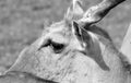 The common eland calf, also known as the southern eland or eland antelope, Royalty Free Stock Photo