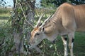 common eland antelope at knowsley safari park