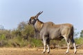 Common eland antelope in Mashatu Game Reserve Royalty Free Stock Photo