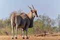 Common eland antelope in Mashatu Game Reserve Royalty Free Stock Photo