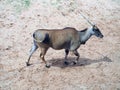 Common Eland, antelope in the safari park; beautiful wildlife animal. Royalty Free Stock Photo