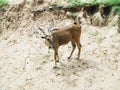 Common Eland, antelope in the safari park. Royalty Free Stock Photo