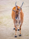 Common eland antelope, southern eland, taurotragus derbianus or taurotragus oryx Royalty Free Stock Photo