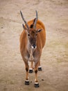 Common eland Royalty Free Stock Photo