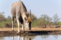 Common eland antelope in Mashatu Game Reserve Royalty Free Stock Photo