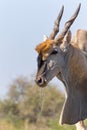 Common eland antelope in Mashatu Game Reserve Royalty Free Stock Photo