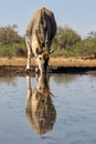 Common eland antelope in Mashatu Game Reserve Royalty Free Stock Photo