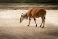 Common Eland antelope Royalty Free Stock Photo