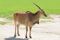 Common Eland antelope Taurotragus oryx. Royalty Free Stock Photo