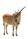 Common Eland antelope Taurotragus oryx isolated on white background. Royalty Free Stock Photo