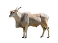 Common Eland antelope Taurotragus oryx isolated on white background. Royalty Free Stock Photo