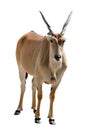 Common Eland antelope Taurotragus oryx isolated on white background. Royalty Free Stock Photo