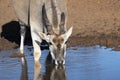 Common Eland bull drinking at waterhole Royalty Free Stock Photo