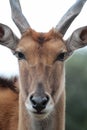 common eland Royalty Free Stock Photo