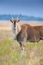 Common eland close up