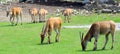 The common eland Royalty Free Stock Photo