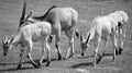 The common eland Royalty Free Stock Photo