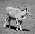 The common eland, Royalty Free Stock Photo