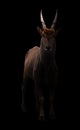 Common eland in dark background Royalty Free Stock Photo