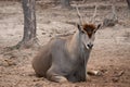 Common eland Royalty Free Stock Photo