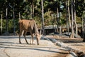 Common eland Royalty Free Stock Photo