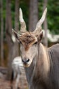 Common eland Royalty Free Stock Photo