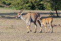 Common Eland Female and Fawn Royalty Free Stock Photo