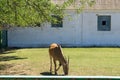 The common eland grazing, It is one of the largest antelopes Royalty Free Stock Photo