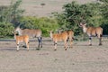 Common Eland Group, Masai Mara, Kenya